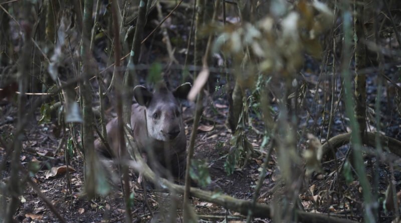 Anta ferida é resgatada em meio a queimadas no Parque Nacional de Brasília