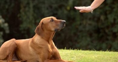 Como corrigir um cachorro usando o Adestramento Positivo