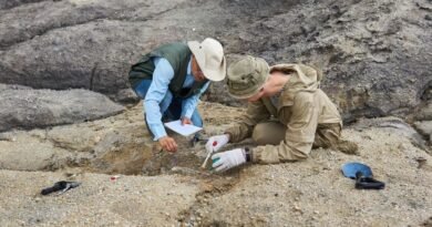 Fósseis brasileiros revelam descoberta inesperada sobre evolução dos mamíferos