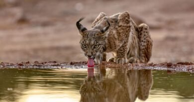 Linces podem ser salvos de extinção na Espanha por cercas virtuais; entenda