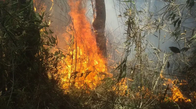 incendio divulgacao parnaso