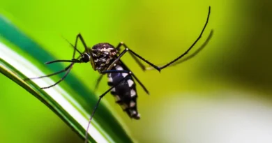 Queda de casos de dengue no Brasil deve se manter até fim de novembro