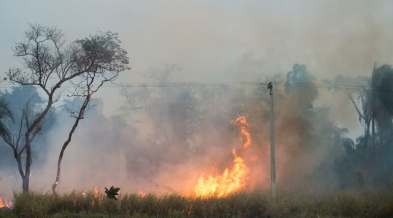 São Paulo e Mato Grosso lideram prejuízos no agronegócio por queimadas