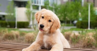 Imagem colorida de golden retriever filhote apoiado em banco de madeira