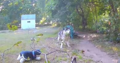 Foto colorida de um cachorro no quintal - Metrópoles