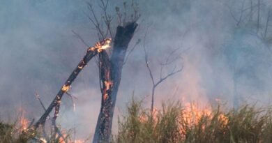 Animais vítimas de incêndios florestais começam a voltar à natureza em SP