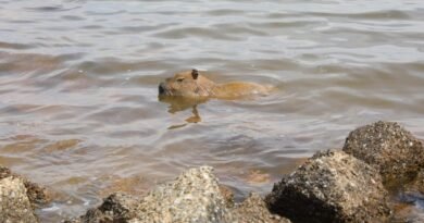 4.10. febre maculosa. foto geovana albuquerque agencia brasilia 1536x1023