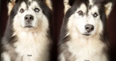 Fotógrafo mostra reação de cães antes e depois de serem elogiados