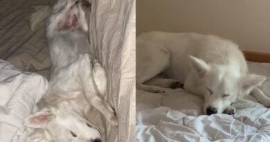 Montagem de duas imagens coloridas do cachorro branco deitado na cama