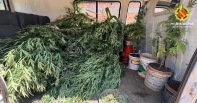 pmdf apreende pés de maconha