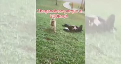 Foto colorida de um cachorro correndo - Metrópoles