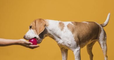 Alimentação natural ou ração: qual a melhor dieta para seu pet?