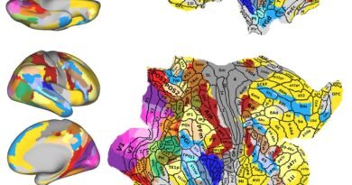 Mapa neurológico mostra como os filmes afetaram o cérebro (2)