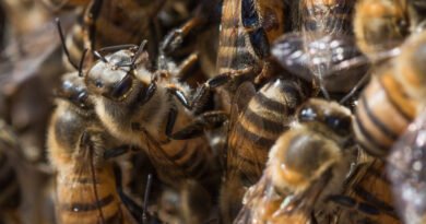 Ataques de abelhas deixam dois feridos na Asa Norte