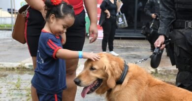 Cães e gatos podem ser doadores de sangue