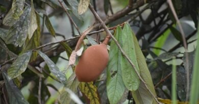 Imagem colorida da fruta cupuaçu em uma árvore - Metrópoles