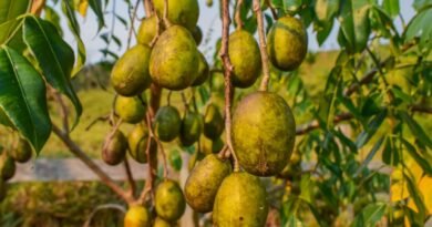 Foto da fruta cajá