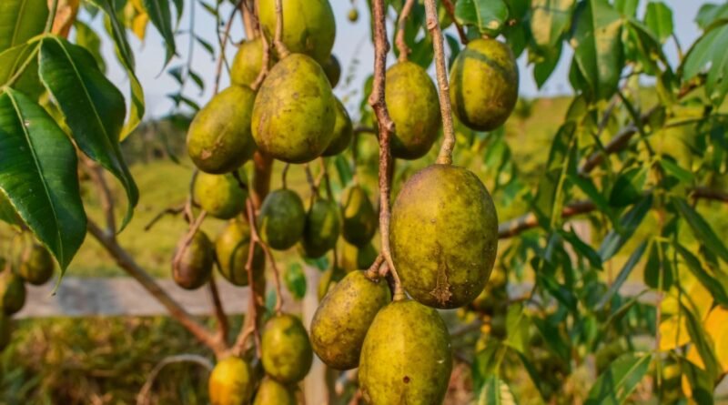 Foto da fruta cajá