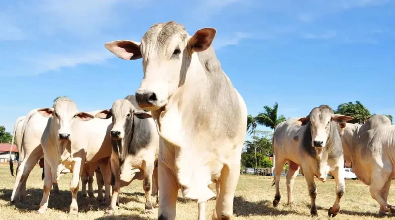 MG descarta caso de doença da ‘vaca louca’ em humano em Caratinga