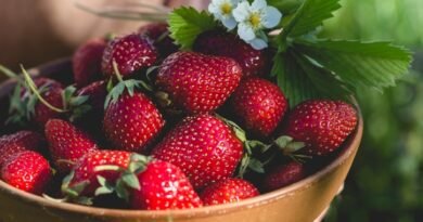 Imagem mostra uma cesta com morangos recém colhidos, ainda com folhas e flores - Metrópoles