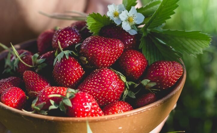 Imagem mostra uma cesta com morangos recém colhidos, ainda com folhas e flores - Metrópoles