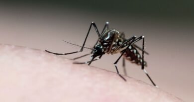 Pernambuco tem 17 mortes provocadas pelo Aedes aegypti em 2024