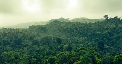 Restaurar florestas pode gerar crescimento econômico, aponta estudo