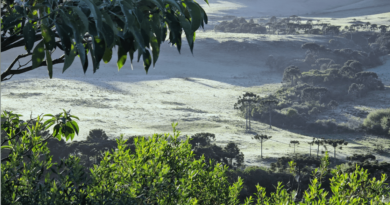 Serra catarinense amanhece com geada e mínima de 2,5°C; veja fotos