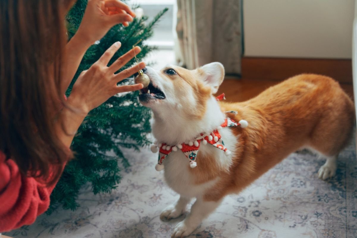 5 itens “inofensivos” de Natal que você deve manter longe do seu pet