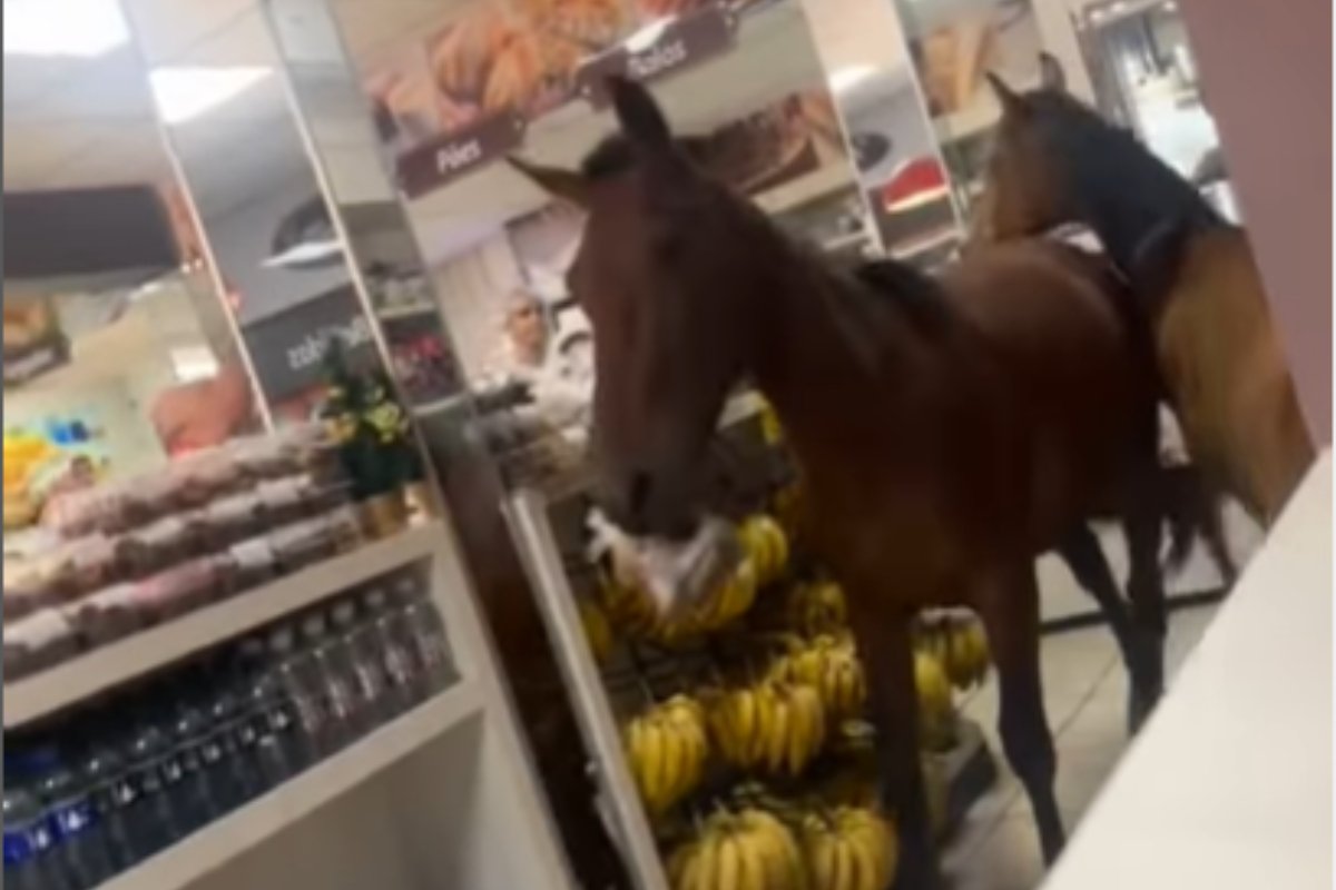 Cavalos invadem padaria e tentam “roubar” panetones. Veja vídeo