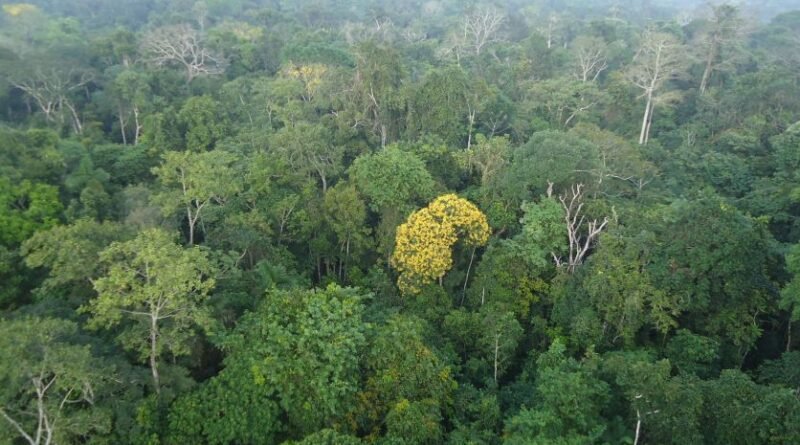 Complexo sistema de chuvas da Amazônia é desvendado