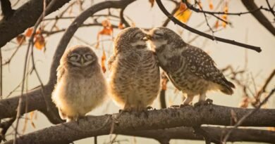 Confira os vencedores das imagens mais cômicas de animais selvagens