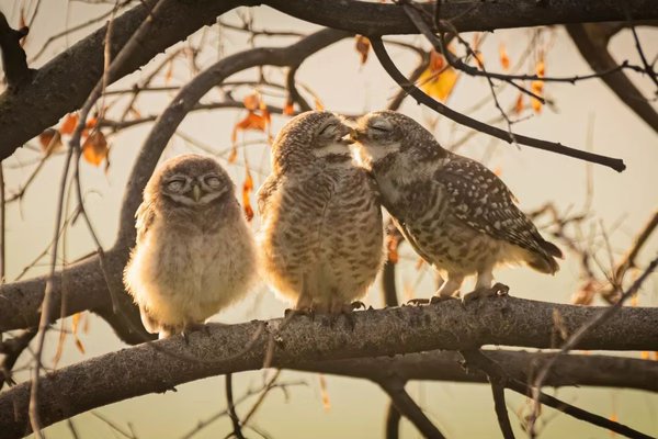 Confira os vencedores das imagens mais cômicas de animais selvagens