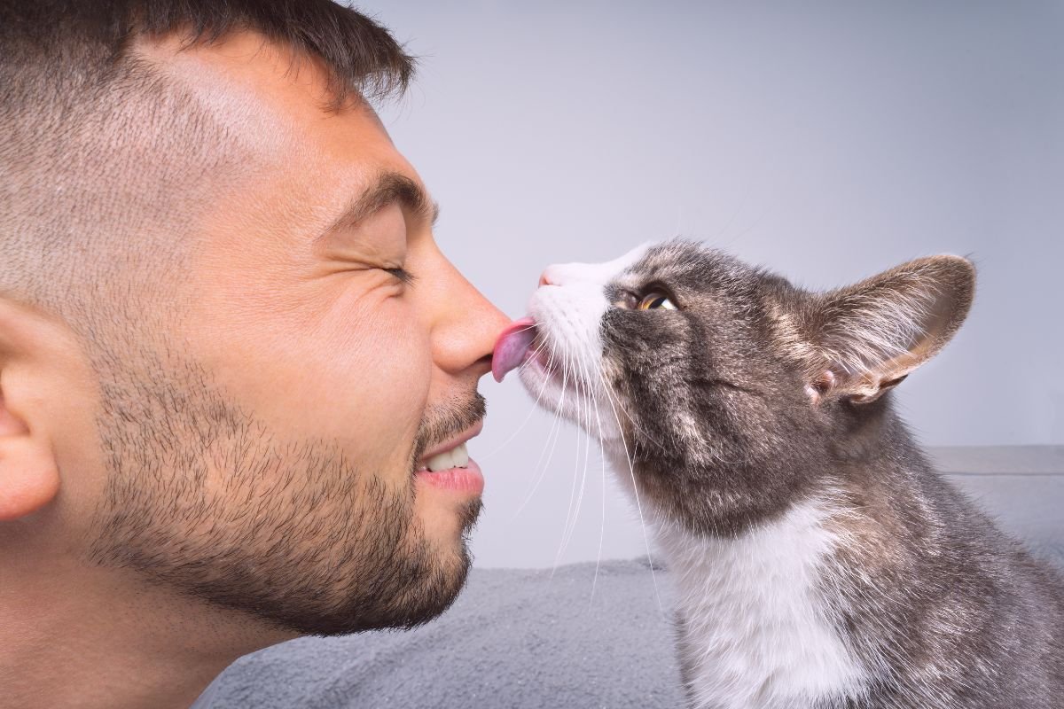 Entenda por que os gatos lambem os tutores e o que isso significa