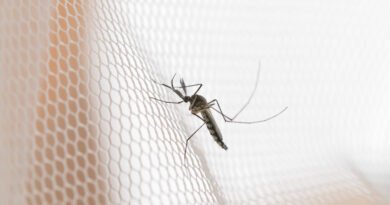 Mosquito da dengue