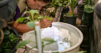 auditores vao focar na identificacao e eliminacao de possiveis criadouros do aedes aegypti. foto ualisson noronha agencia saude df 1920x1280