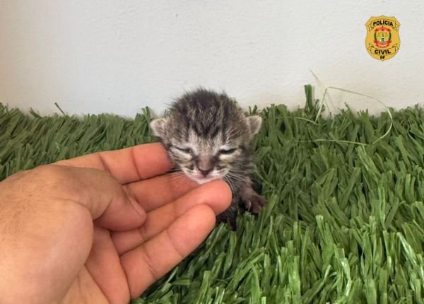 PCDF identifica responsáveis por abandono de gatos em hospital veterinário em Taguatinga