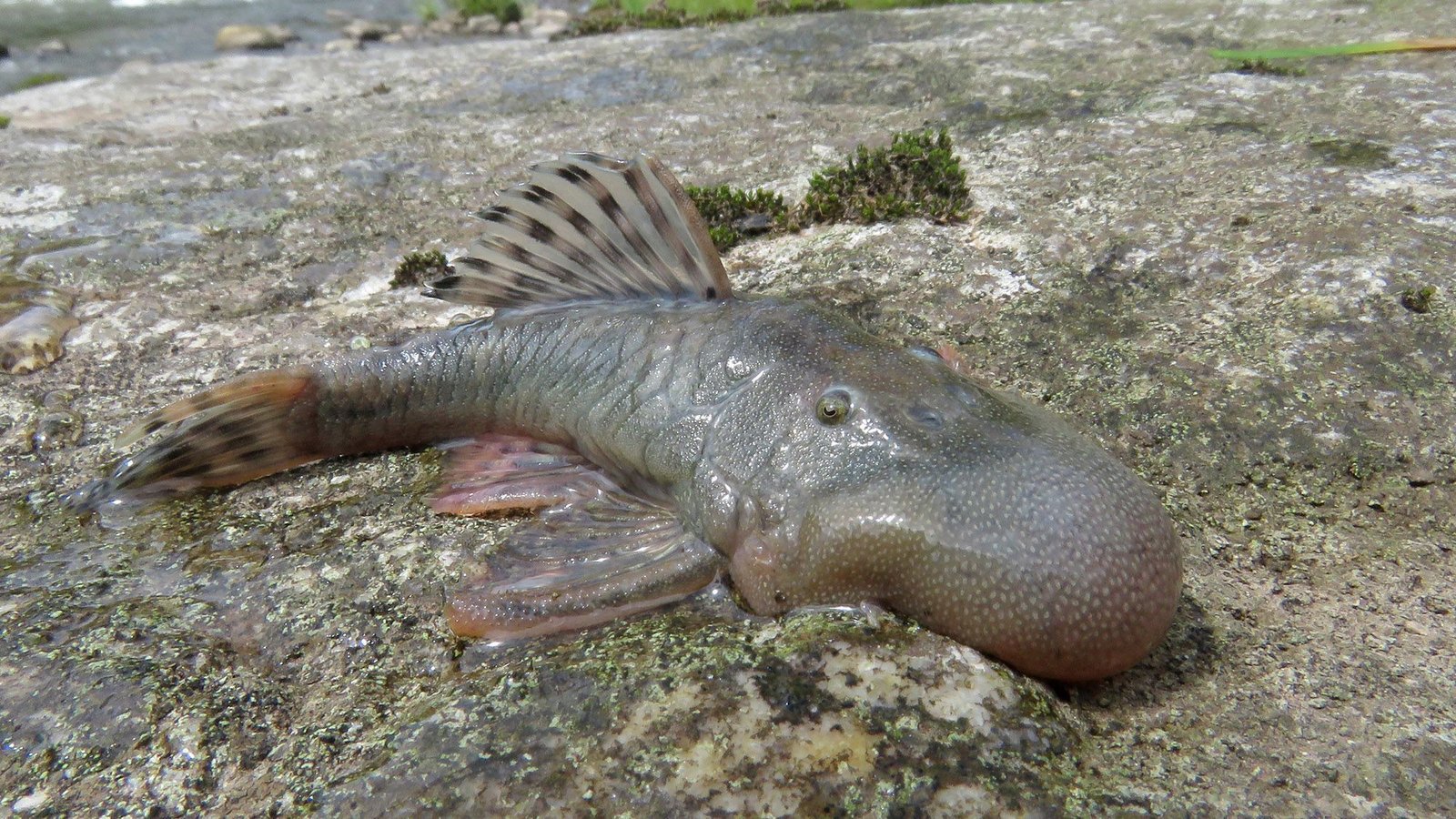 Peixe com “cabeça de bolha“ está entre 27 novas espécies encontradas no Peru