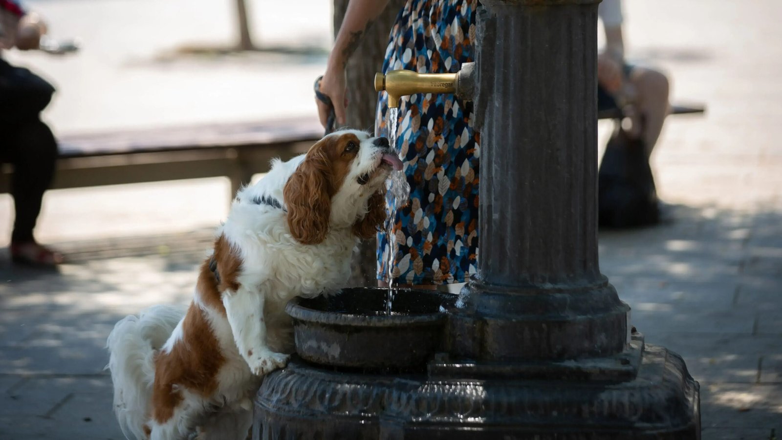 Pets no verão: veja mitos e verdades sobre cuidados em altas temperaturas