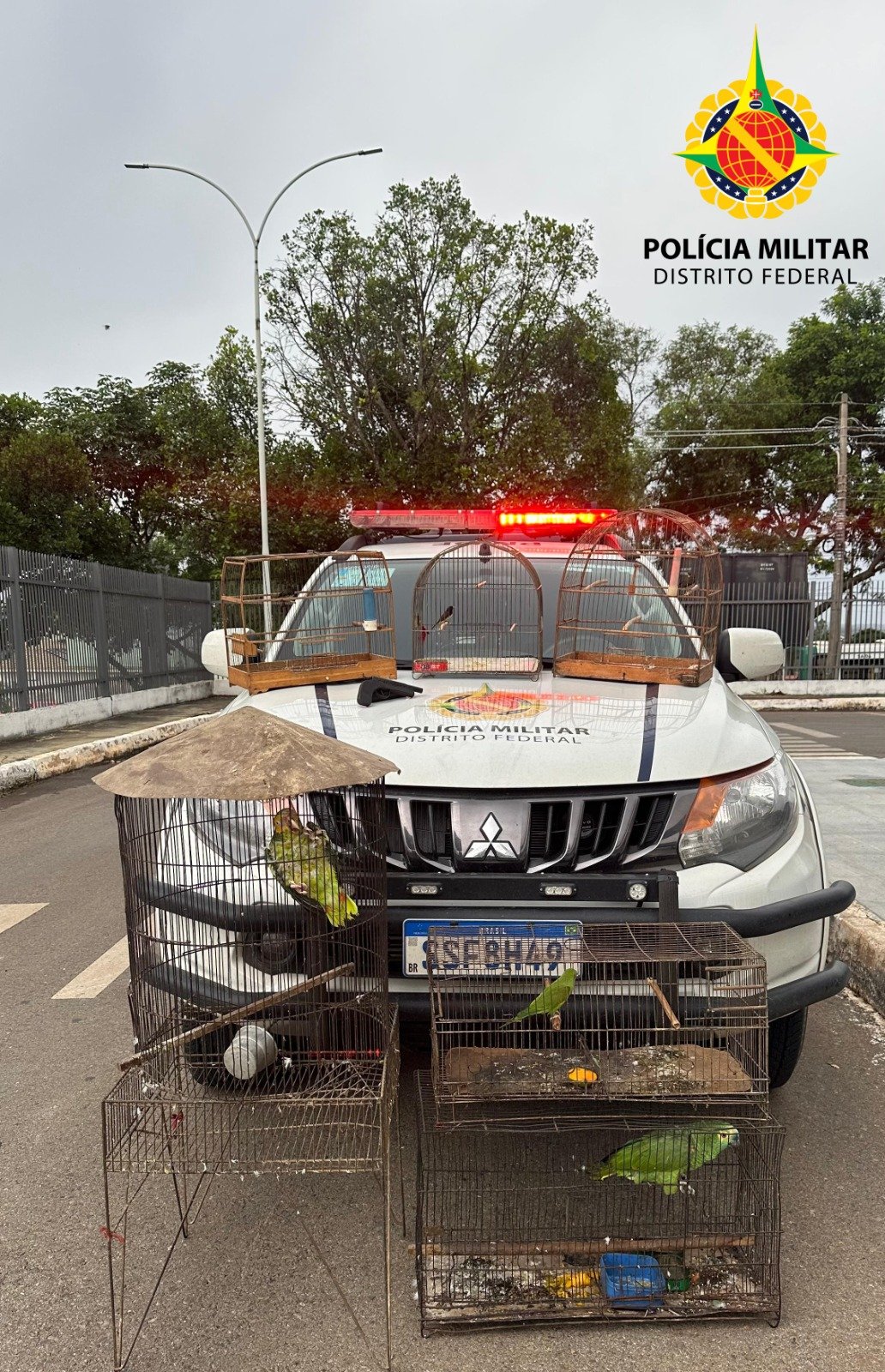 Polícia Ambiental apreende aves silvestres e arma de fogo em Planaltina