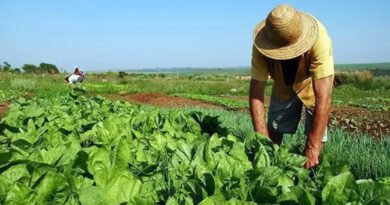 Política de reforma agrária é insuficiente para sustento de assentados, indica pesquisa