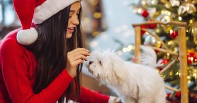 Réveillon: veja como manter conforto e segurança dos pets durante as festas