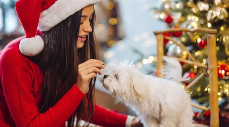 Réveillon: veja como manter conforto e segurança dos pets durante as festas