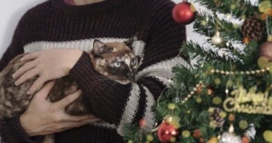 Tem gatinho em casa? Saiba como montar sua árvore de Natal