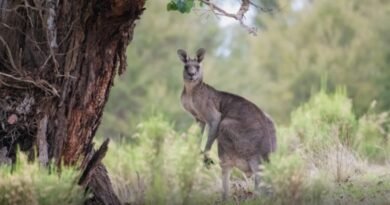 Ação humana, e não mudança do clima, levou à extinção de espécies de cangurus há 40 mil anos