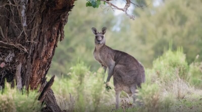 Ação humana, e não mudança do clima, levou à extinção de espécies de cangurus há 40 mil anos