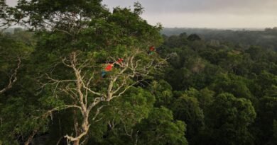 Análise: Saída dos EUA do Acordo de Paris é desafio para a COP30