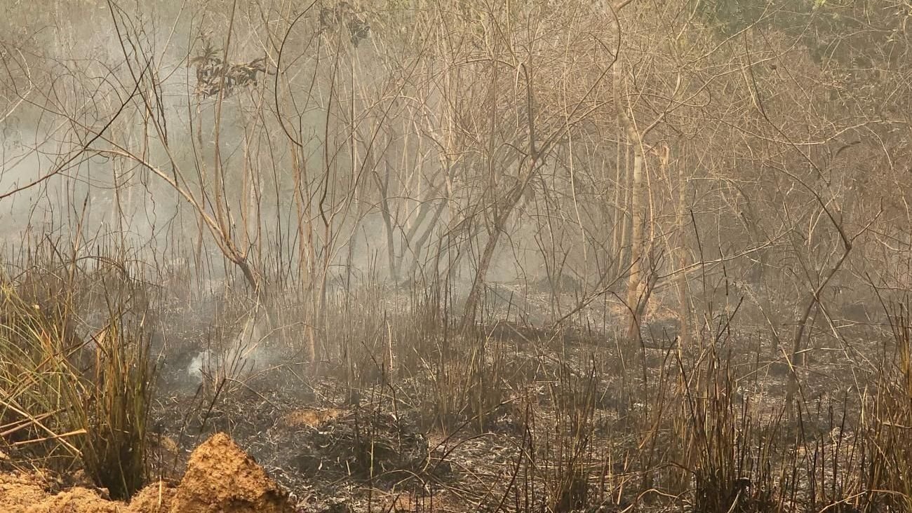 Brasil registra crescimento de quase 80% nas áreas queimadas, diz estudo