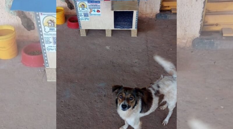 Foto colorida de um cachorro - Metrópoles