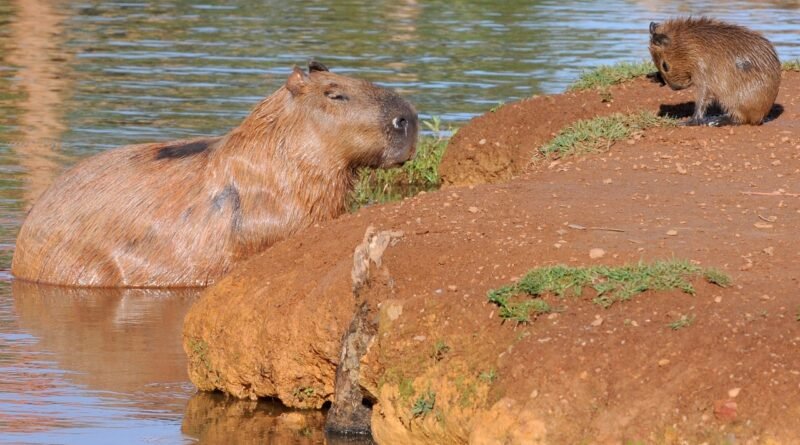 Capivaras viram celebridades na internet e ganham capa de revista americana